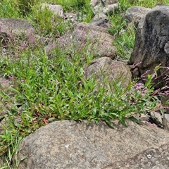 Persicaria decipiens at Goulburn, NSW - 7 Dec 2024