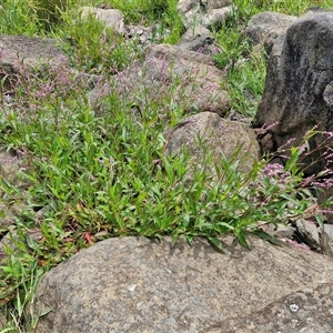 Persicaria decipiens at Goulburn, NSW - 7 Dec 2024 12:01 PM