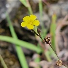 Linum trigynum (French Flax) at Goulburn, NSW - 7 Dec 2024 by trevorpreston