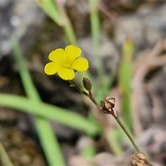 Linum trigynum at Goulburn, NSW - 7 Dec 2024