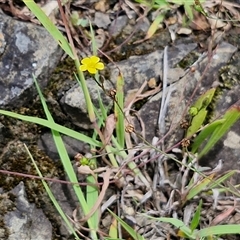 Linum trigynum at Goulburn, NSW - 7 Dec 2024