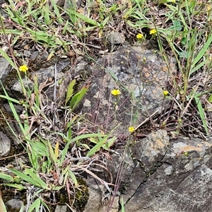 Linum trigynum at Goulburn, NSW - 7 Dec 2024 11:59 AM