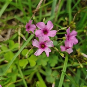 Oxalis articulata (Shamrock) at Goulburn, NSW by trevorpreston