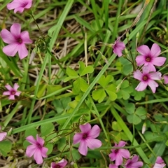 Oxalis articulata at Goulburn, NSW - 7 Dec 2024 11:58 AM