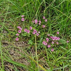 Oxalis articulata at Goulburn, NSW - 7 Dec 2024 11:58 AM