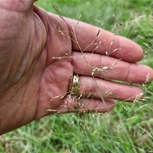 Eragrostis curvula at Goulburn, NSW - 7 Dec 2024