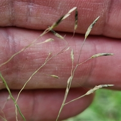 Eragrostis curvula at Goulburn, NSW - 7 Dec 2024