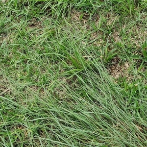 Eragrostis curvula at Goulburn, NSW - 7 Dec 2024