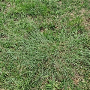 Eragrostis curvula at Goulburn, NSW - 7 Dec 2024