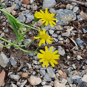 Senecio madagascariensis at Goulburn, NSW - 7 Dec 2024 11:35 AM