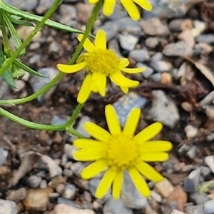 Senecio madagascariensis at Goulburn, NSW - 7 Dec 2024 11:35 AM