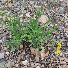 Senecio madagascariensis at Goulburn, NSW - 7 Dec 2024 11:35 AM