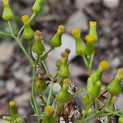 Senecio bathurstianus (Rough Fireweed) at Goulburn, NSW - 7 Dec 2024 by trevorpreston