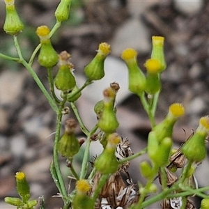 Senecio bathurstianus (Rough Fireweed) at Goulburn, NSW by trevorpreston