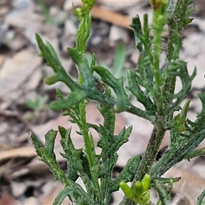 Senecio bathurstianus at Goulburn, NSW - 7 Dec 2024 11:35 AM