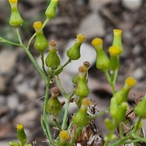 Senecio bathurstianus at Goulburn, NSW - 7 Dec 2024 11:35 AM