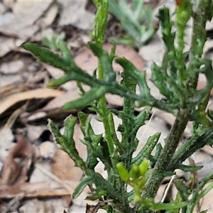 Senecio bathurstianus at Goulburn, NSW - 7 Dec 2024 11:35 AM