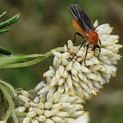 Bibio imitator (Garden maggot) at Goulburn, NSW - 7 Dec 2024 by trevorpreston