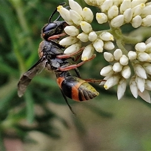 Eumeninae (subfamily) at Goulburn, NSW - 7 Dec 2024