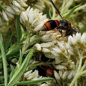 Eumeninae (subfamily) at Goulburn, NSW - 7 Dec 2024