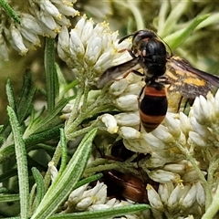 Eumeninae (subfamily) at Goulburn, NSW - 7 Dec 2024