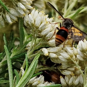 Eumeninae (subfamily) at Goulburn, NSW - 7 Dec 2024