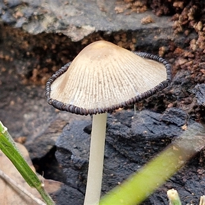 Coprinellus etc. (An Inkcap) at Goulburn, NSW - 7 Dec 2024 by trevorpreston