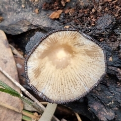 Coprinellus etc. at Goulburn, NSW - 7 Dec 2024