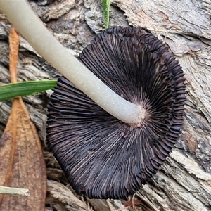 Coprinellus etc. at Goulburn, NSW - 7 Dec 2024 11:31 AM