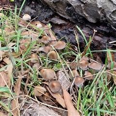 Coprinellus etc. at Goulburn, NSW - 7 Dec 2024