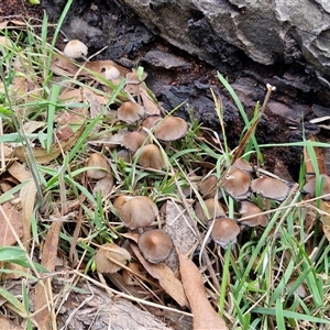 Coprinellus etc. at Goulburn, NSW - 7 Dec 2024