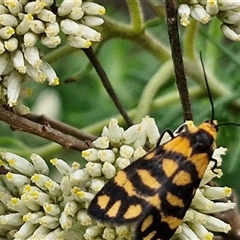 Asura lydia (Lydia Lichen Moth) at Goulburn, NSW - 7 Dec 2024 by trevorpreston