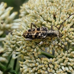 Pempsamacra dispersa (Longhorn beetle) at Goulburn, NSW - 7 Dec 2024 by trevorpreston