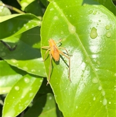 Caedicia simplex (Common Garden Katydid) at Carwoola, NSW - 13 Dec 2023 by AmyT