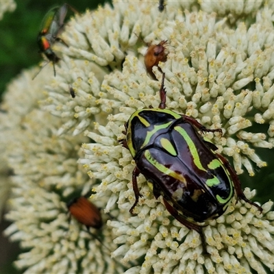 Eupoecila australasiae (Fiddler Beetle) at Goulburn, NSW - 7 Dec 2024 by trevorpreston