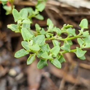 Einadia nutans subsp. nutans (Climbing Saltbush) at Goulburn, NSW by trevorpreston