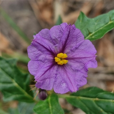 Solanum cinereum (Narrawa Burr) at Goulburn, NSW - 7 Dec 2024 by trevorpreston