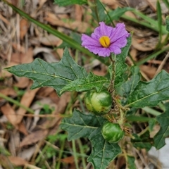 Solanum cinereum at Goulburn, NSW - 7 Dec 2024 11:24 AM