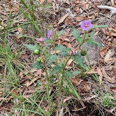 Solanum cinereum at Goulburn, NSW - 7 Dec 2024 11:24 AM