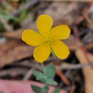 Hypericum gramineum (Small St Johns Wort) at Goulburn, NSW by trevorpreston