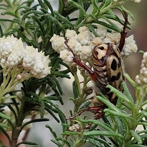 Neorrhina punctata (Spotted flower chafer) at Goulburn, NSW by trevorpreston