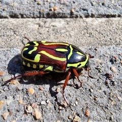 Eupoecila australasiae (Fiddler Beetle) at Tathra, NSW - 5 Dec 2024 by MattYoung