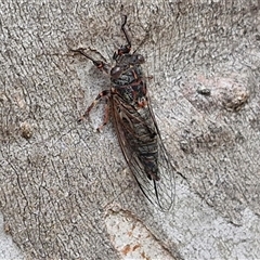 Atrapsalta sp. (genus) at Goulburn, NSW - 7 Dec 2024 11:06 AM