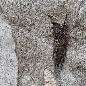 Atrapsalta sp. (genus) at Goulburn, NSW - 7 Dec 2024