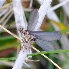 Unidentified Spider at West Hobart, TAS - 7 Dec 2024 by VanessaC