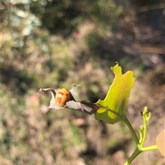 Paropsisterna fastidiosa (Eucalyptus leaf beetle) at Carwoola, NSW - 29 Mar 2024 by AmyT