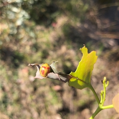 Paropsisterna fastidiosa (Eucalyptus leaf beetle) at Carwoola, NSW - 29 Mar 2024 by AmyT