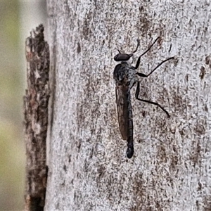 Cerdistus sp. (genus) at Goulburn, NSW - 7 Dec 2024