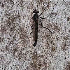 Cerdistus sp. (genus) at Goulburn, NSW - 7 Dec 2024