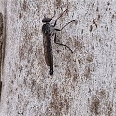 Cerdistus sp. (genus) at Goulburn, NSW - 7 Dec 2024